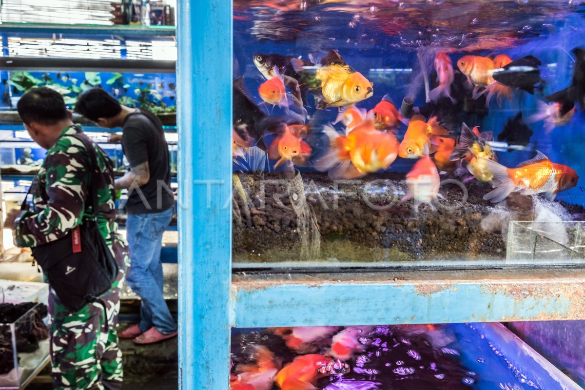 Industri Ikan Hias