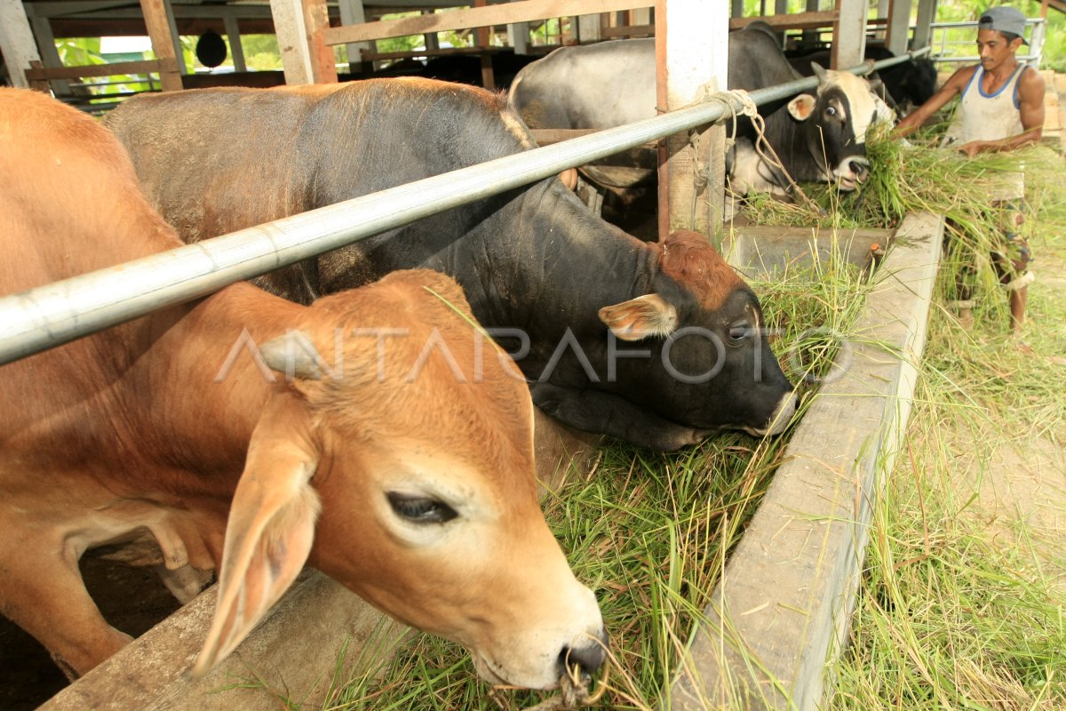 Penggemukan Sapi Potong Antara Foto