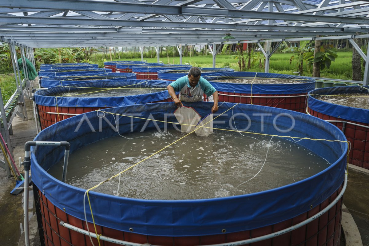 Budidaya Lele Metode Bioflok Antara Foto