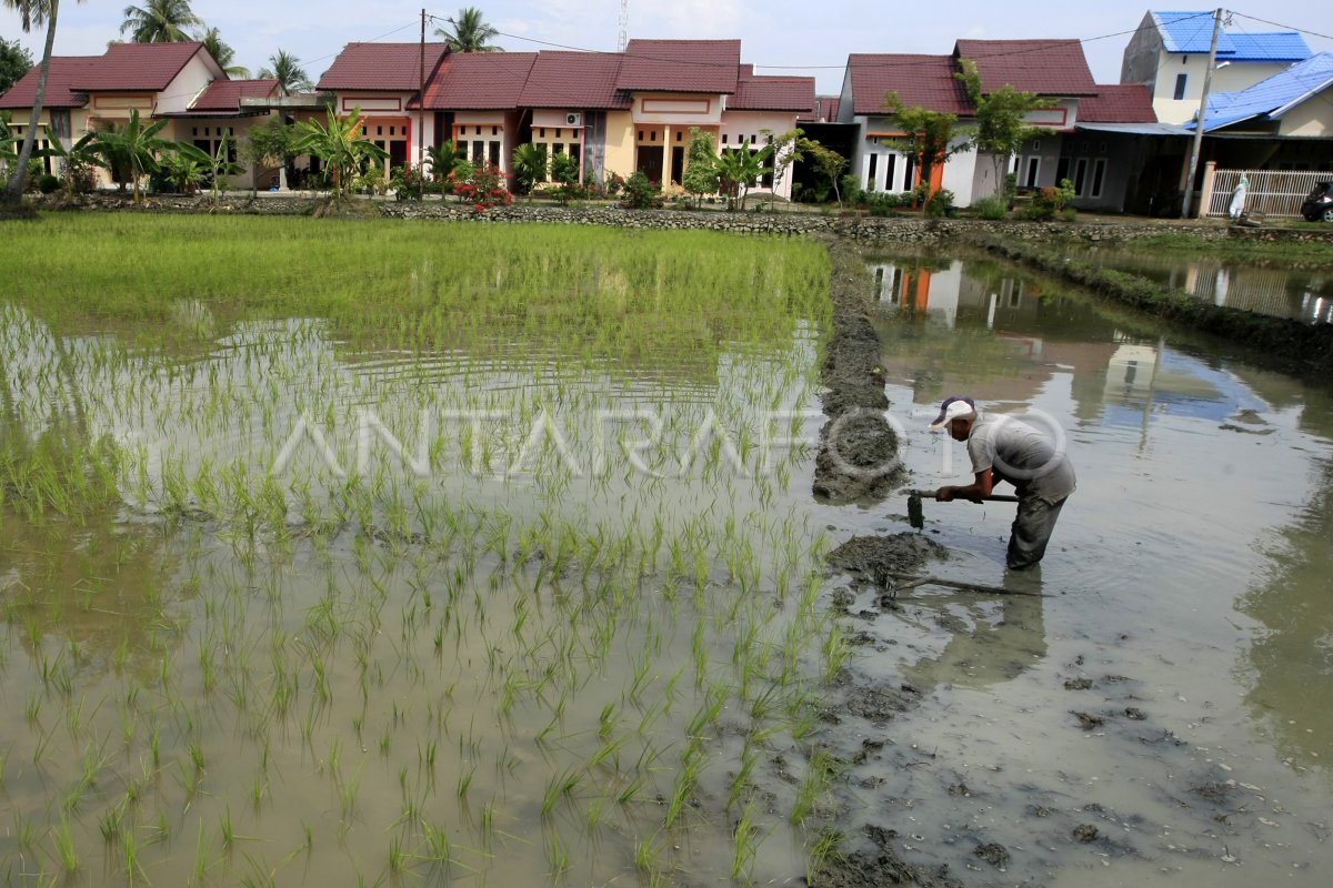 ALIH FUNGSI LAHAN PERTANIAN | ANTARA Foto