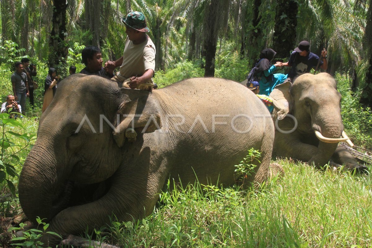 Wisata Gajah Jinak Sumatera Antara Foto 1806