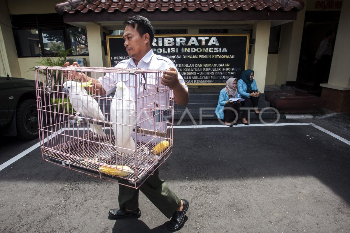 Pengungkapan Kasus Perdagangan Satwa Dilindungi Antara Foto