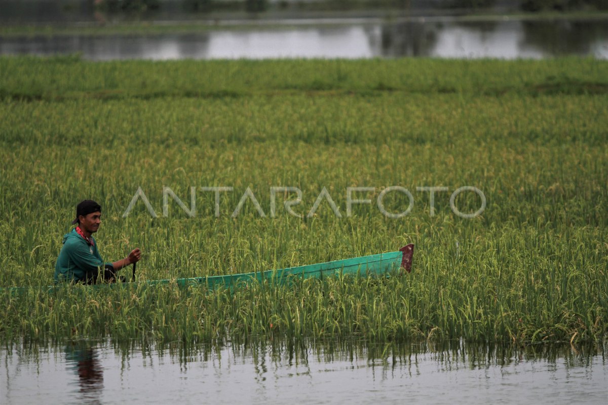 Ratusan Hektare Sawah Terendam Banjir Antara Foto