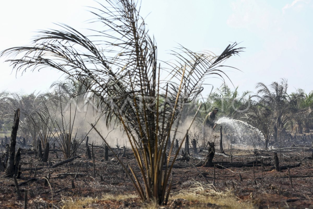 Kebakaran Lahan Di Perkebunan Sawit Antara Foto 8381