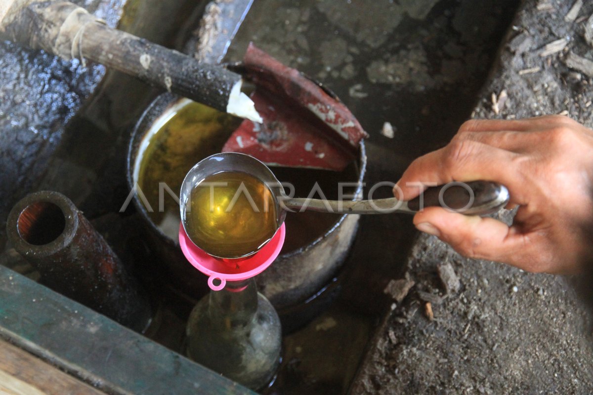 BUMD Perkebunan Bengkulu rapat persiapan produksi minyak nilam