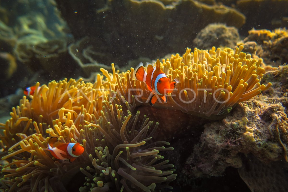 Keindahan Bawah Laut Karimunjawa Antara Foto