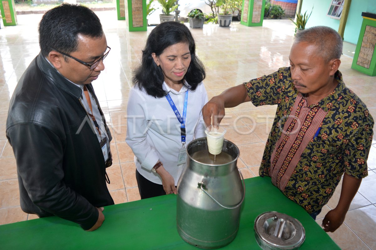 PENGEMBANGAN PETERNAKAN SAPI PERAH | ANTARA Foto