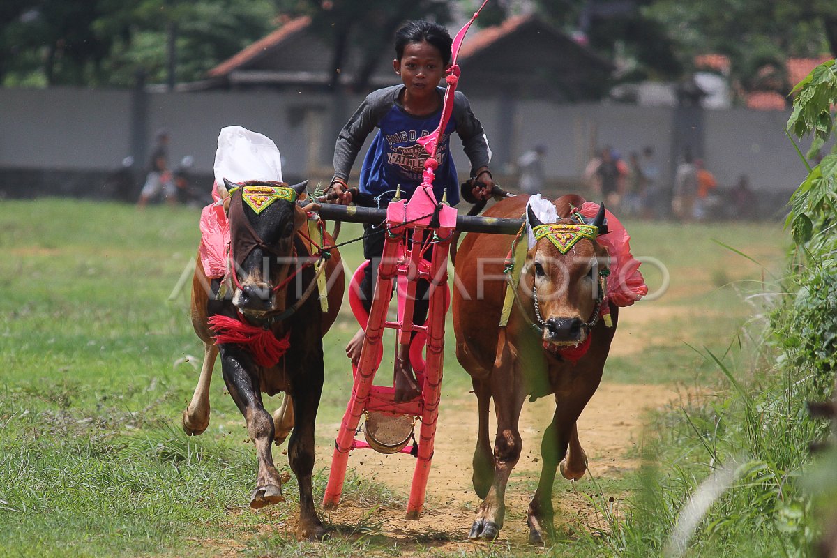 PENGENALAN BUDAYA MADURA | ANTARA Foto