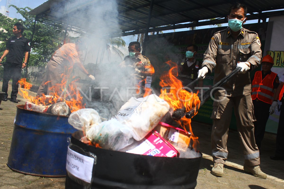 PEMUSNAHAN BIBIT TANAMAN ILEGAL | ANTARA Foto