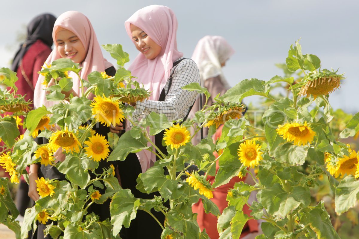 WISATA TAMAN BUNGA MATAHARI | ANTARA Foto
