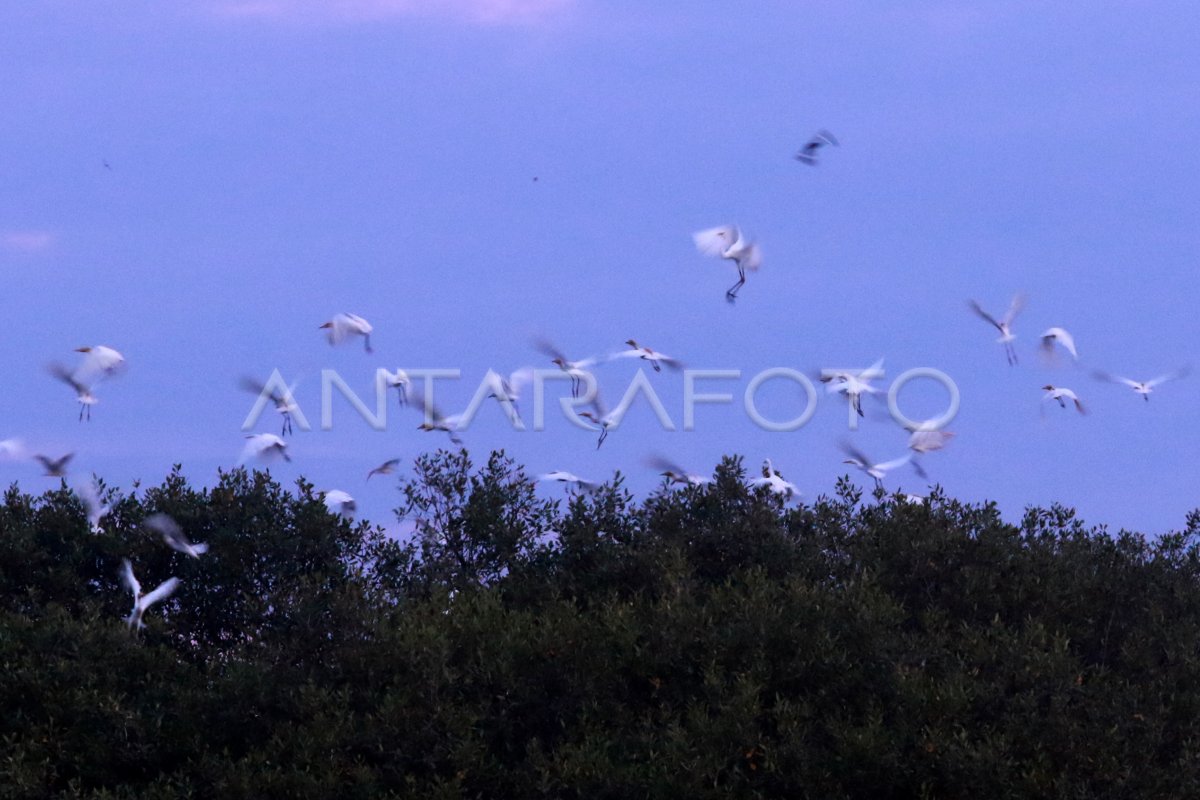 Spesies Burung Air Di Hutan Mangrove Antara Foto 