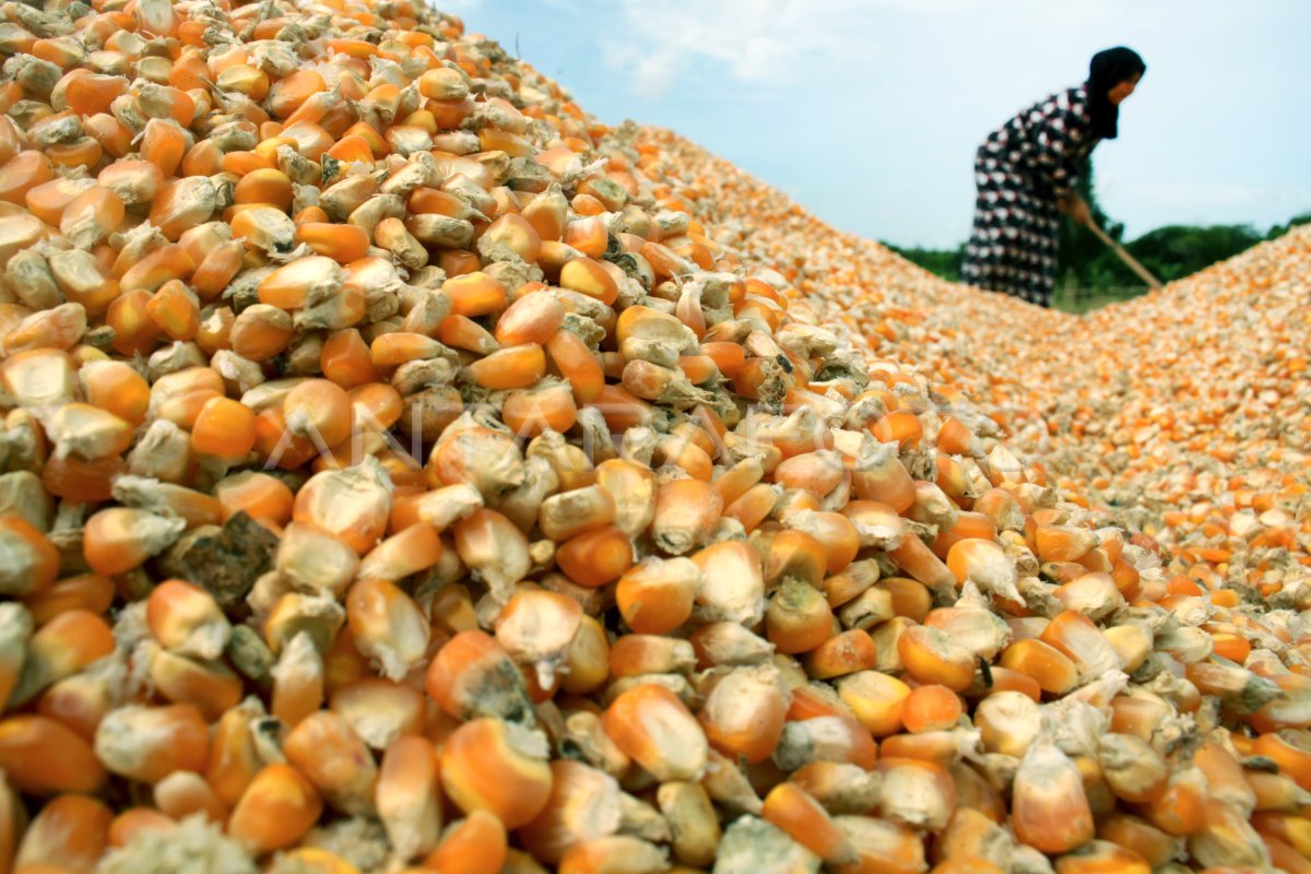 Jagung Pakan Ternak Antara Foto 2556