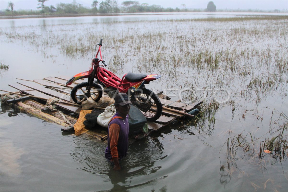 Ribu Hektare Sawah Terendam Banjir Antara Foto