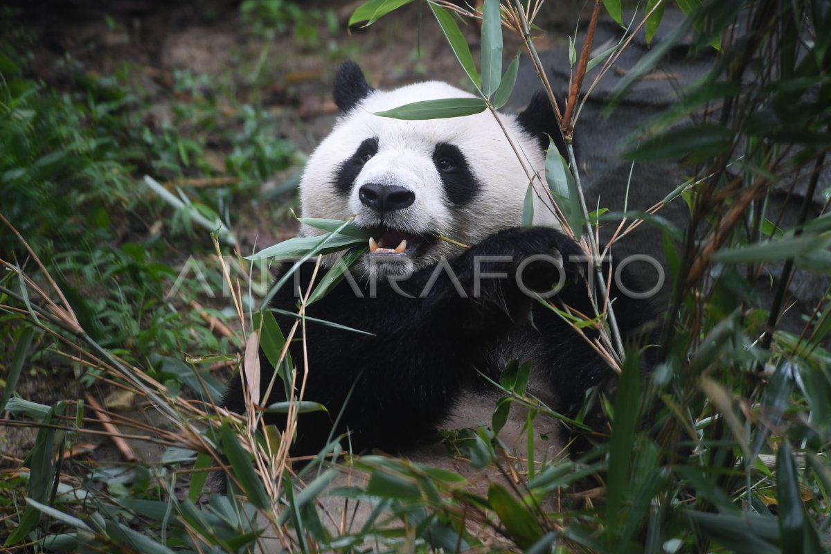 PANDA RAKSASA CHENGDU | ANTARA Foto