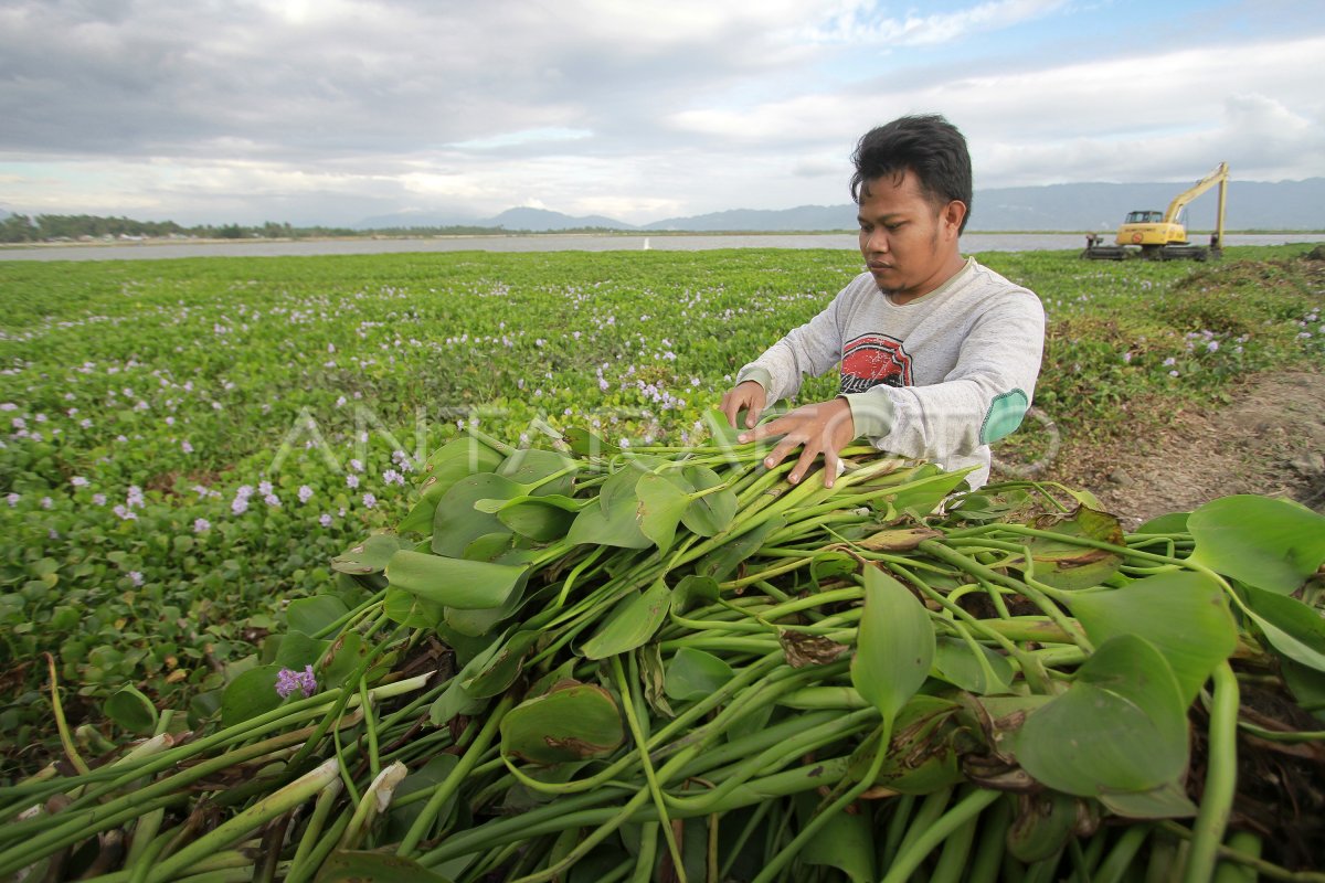 Eceng Gondok Untuk Bahan Kerajinan Antara Foto