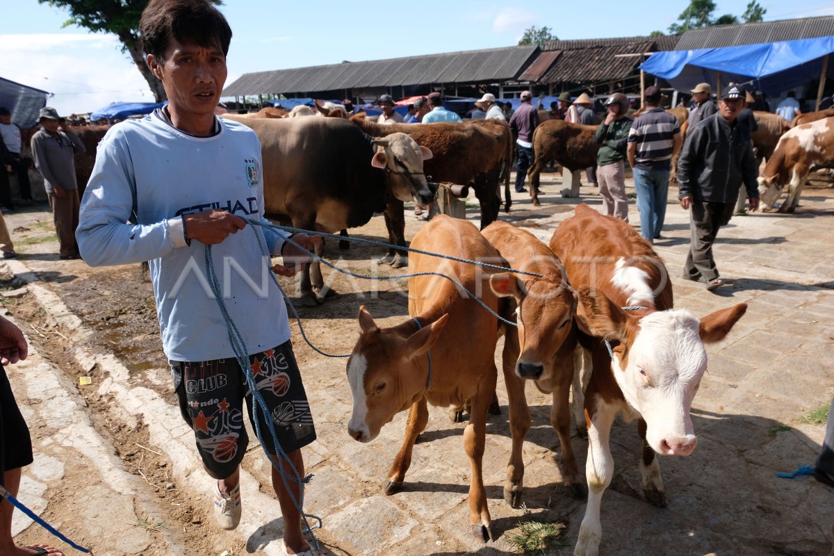 Harga Hewan Kurban Naik Antara Foto