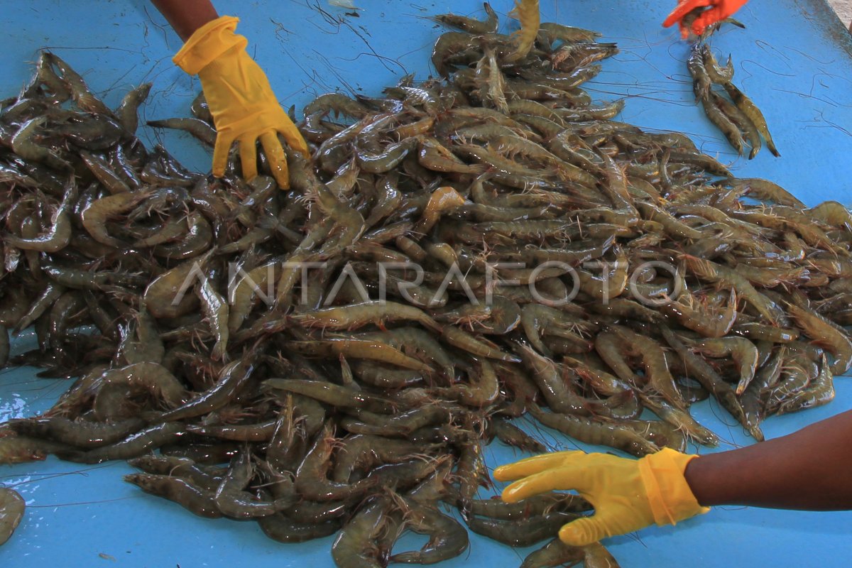 Potensi Budidaya Udang Vaname Antara Foto 