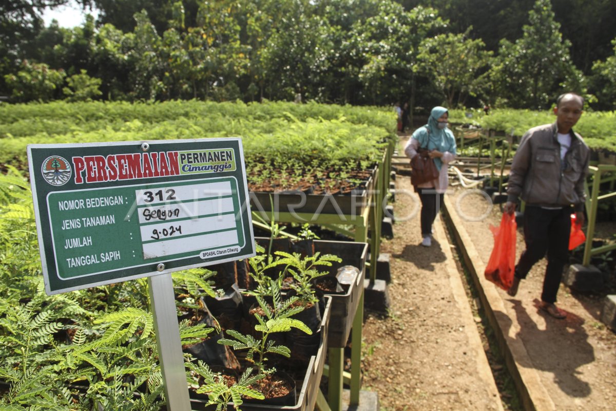 PEMBAGIAN BIBIT POHON GRATIS ANTARA Foto