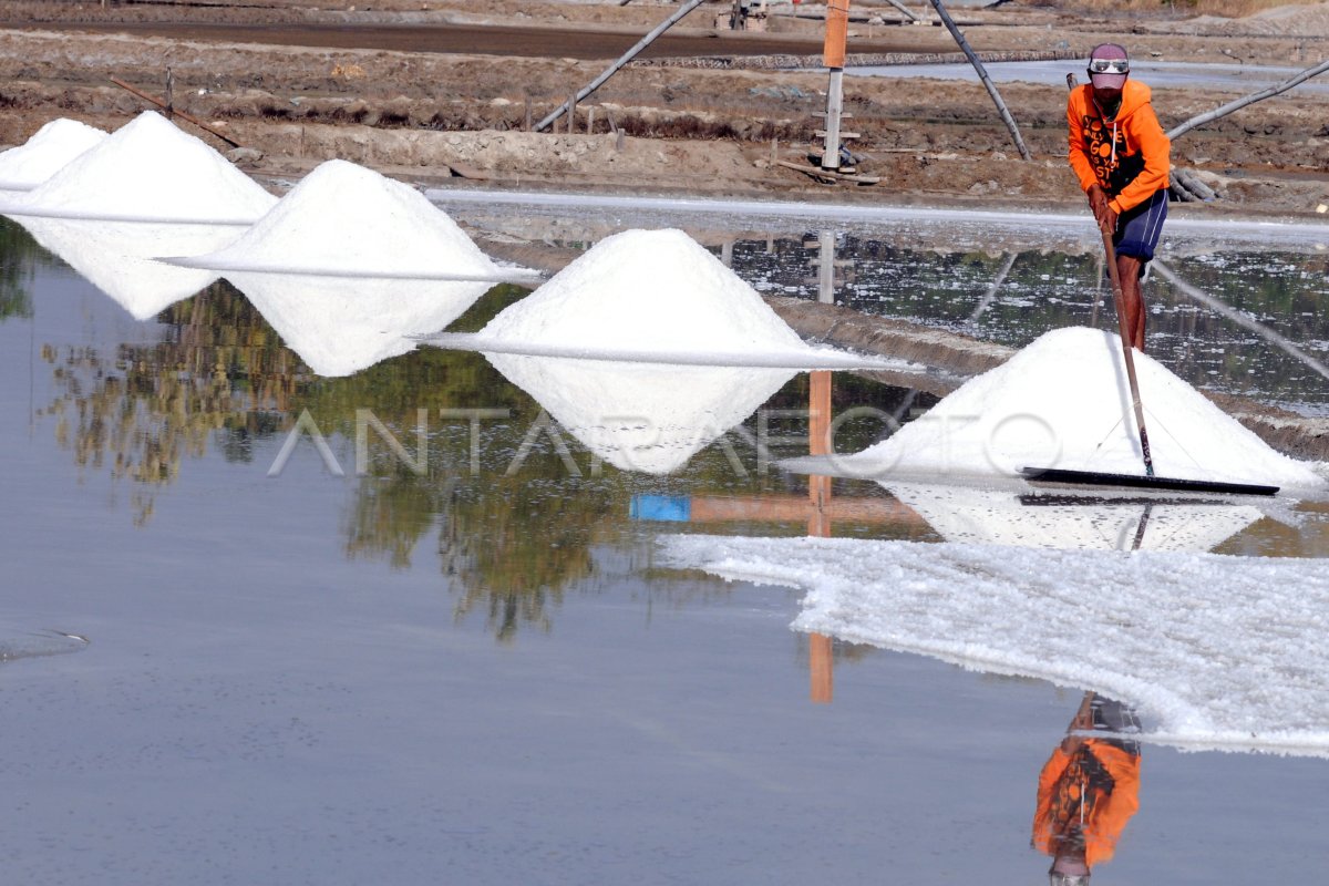 REALISASI PRODUKSI GARAM NASIONAL | ANTARA Foto