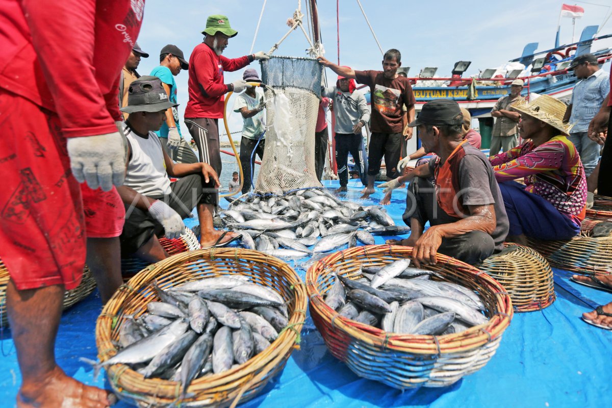 Tangkapan Ikan Tongkol Meningkat Antara Foto