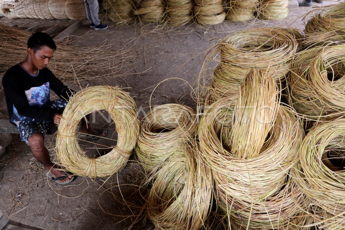 POTENSI PRODUKSI ROTAN INDONESIA | ANTARA Foto