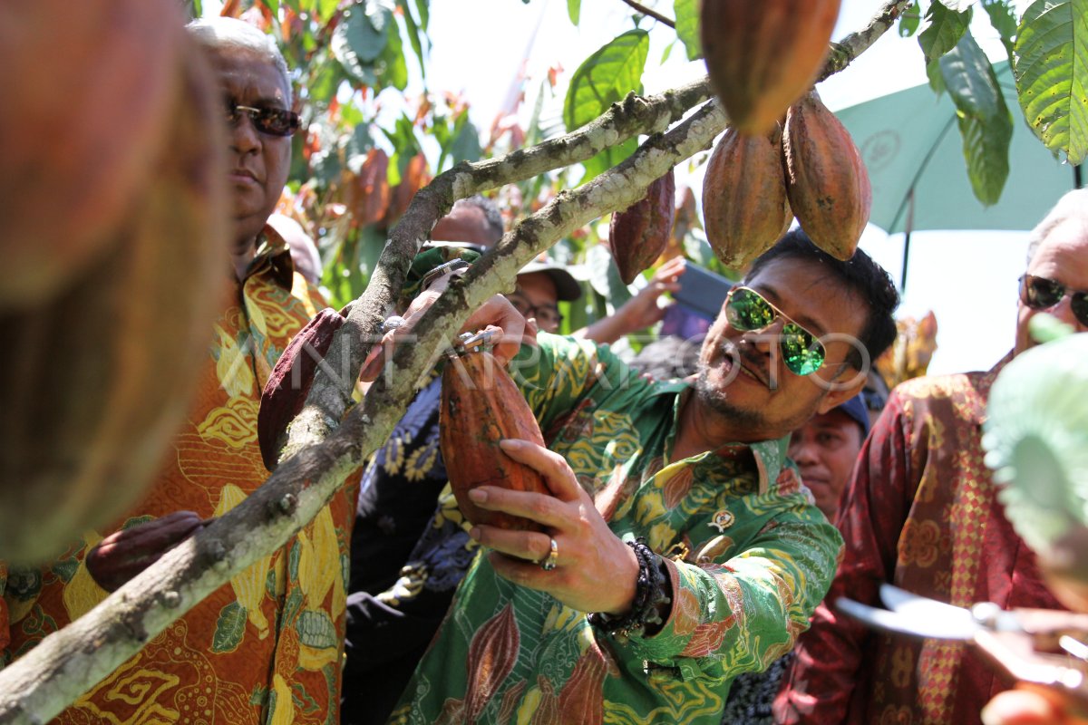 Menteri Pertanian Panen Buah Kakao Antara Foto