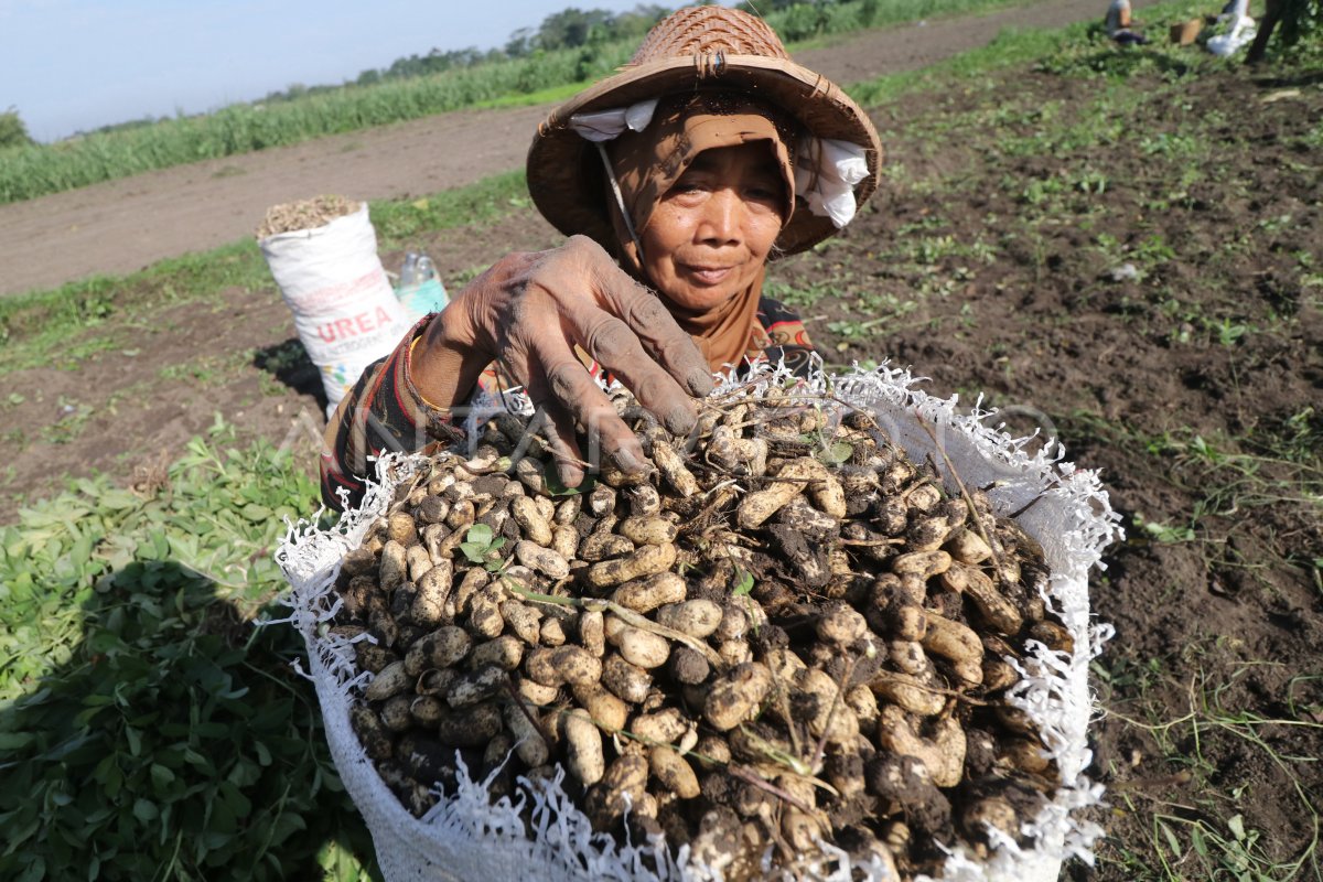 PANEN KACANG TANAH LEBIH AWAL | ANTARA Foto