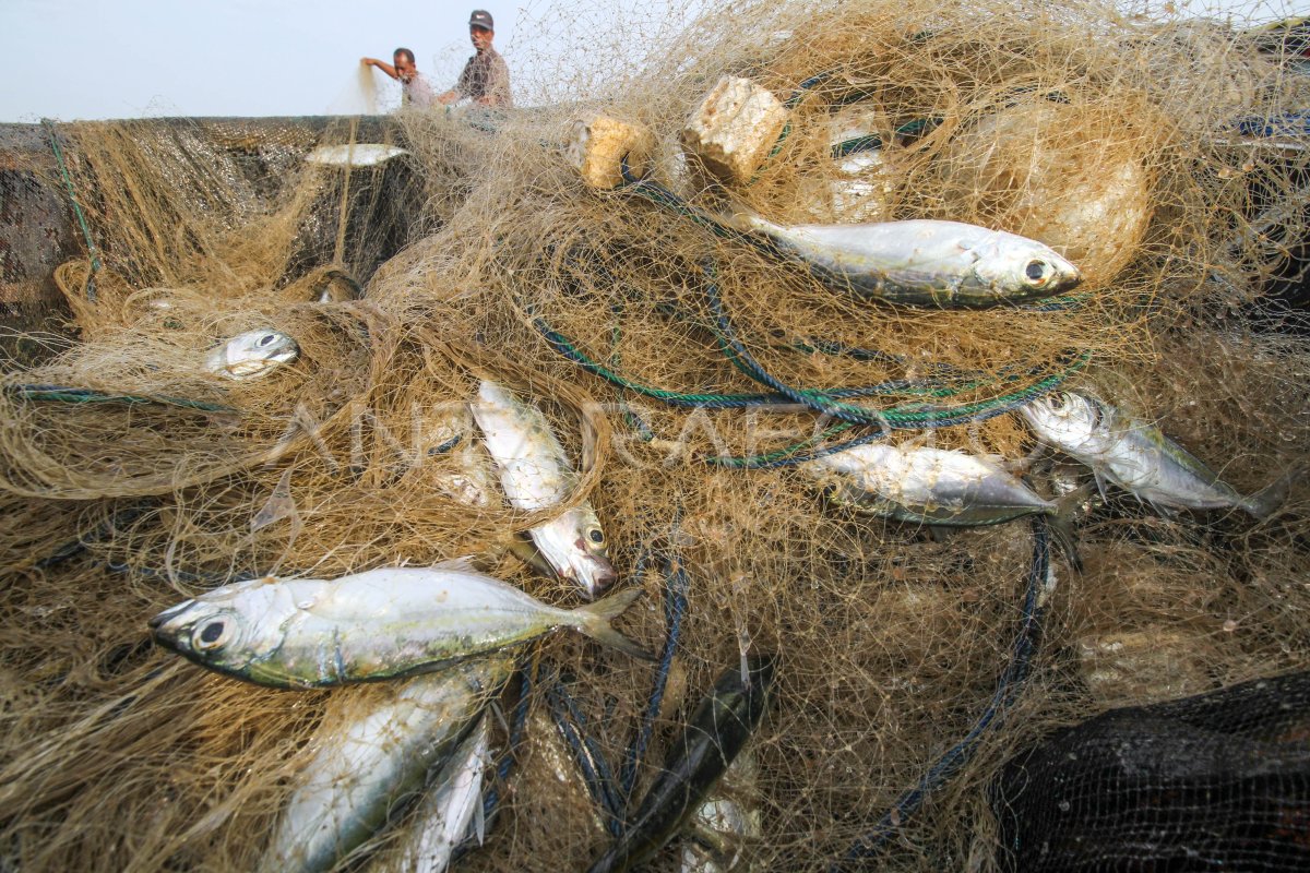 Ikan Tangkapan Ikan Nelayan Tradisional Antara Foto