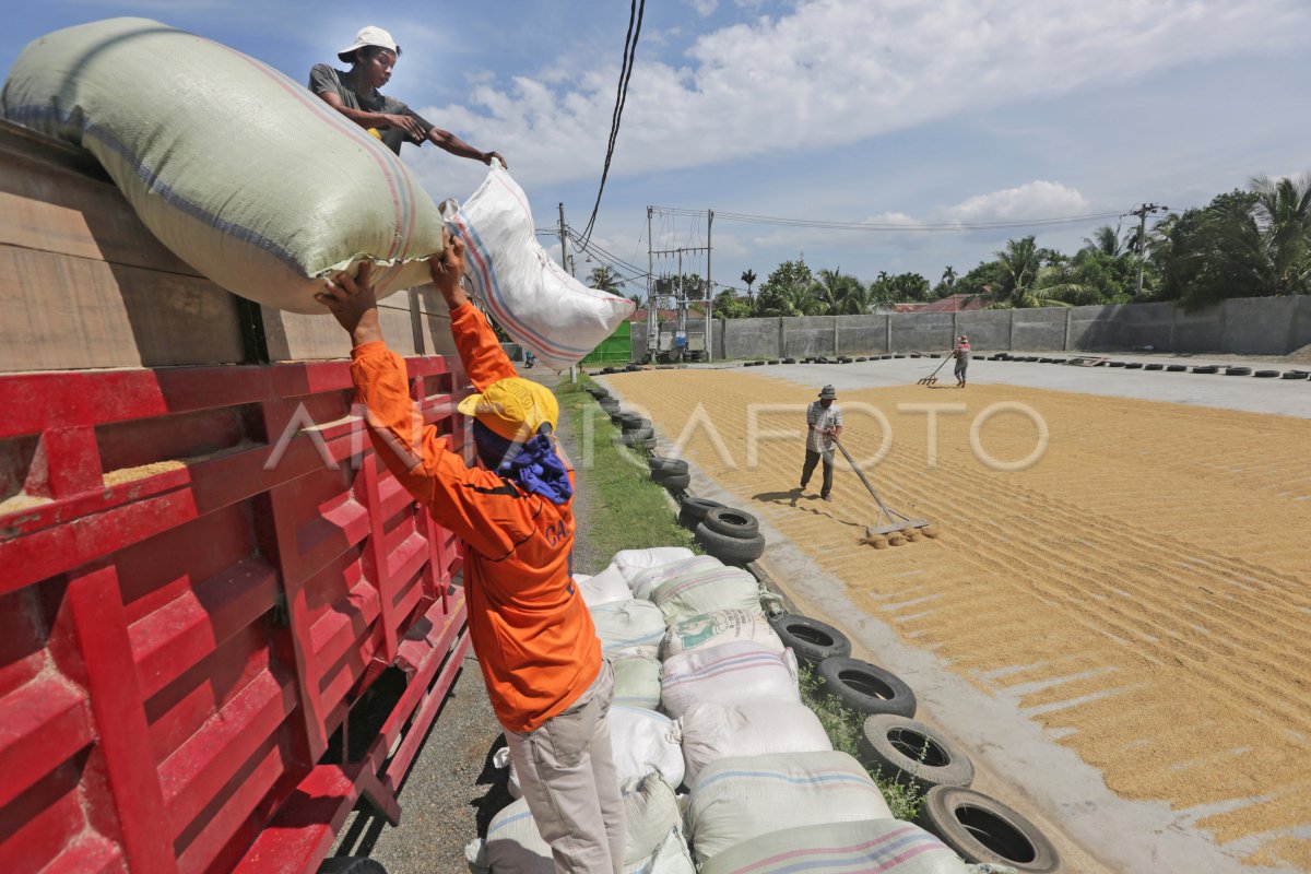 Penurunan Produksi Beras Nasional Antara Foto