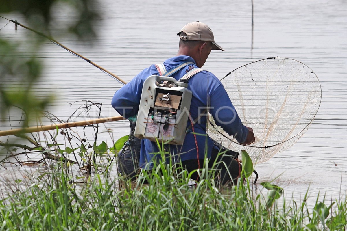 Setrum Ikan Sungai Brantas Antara Foto