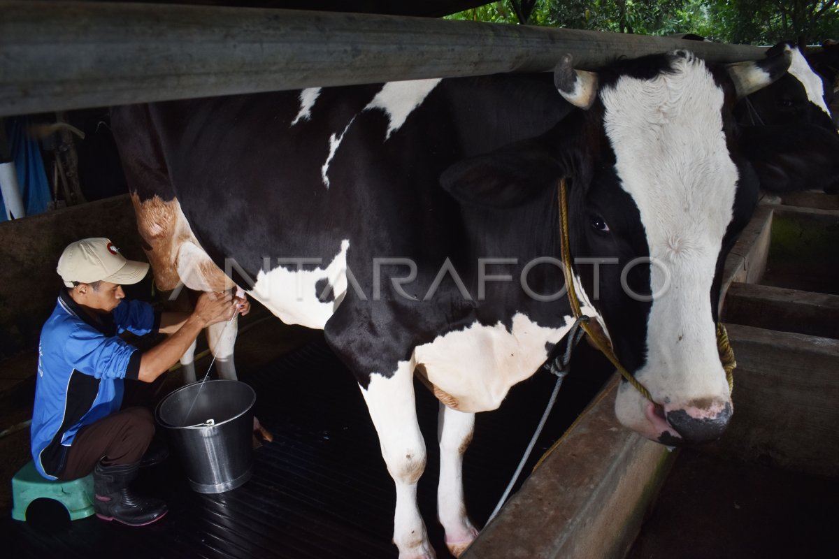 PETERNAK SAPI PERAH | ANTARA Foto