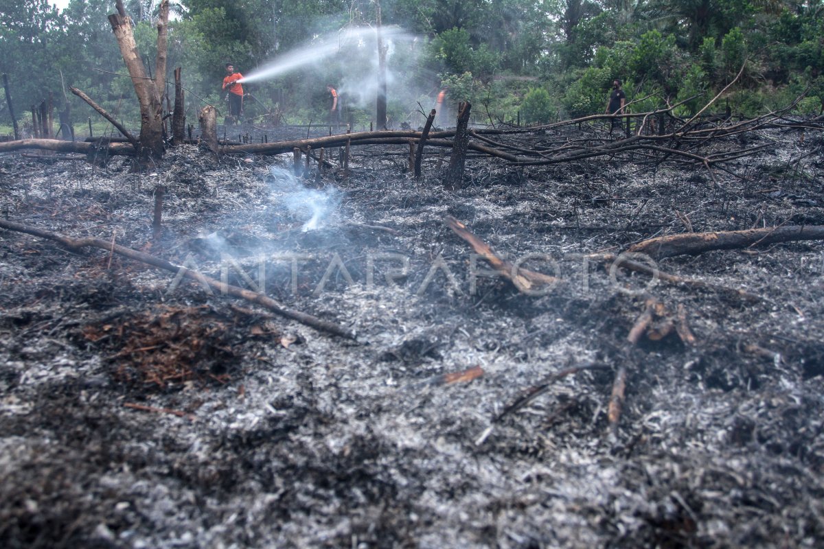 Kebakaran Lahan Di Pekanbaru Antara Foto 6999