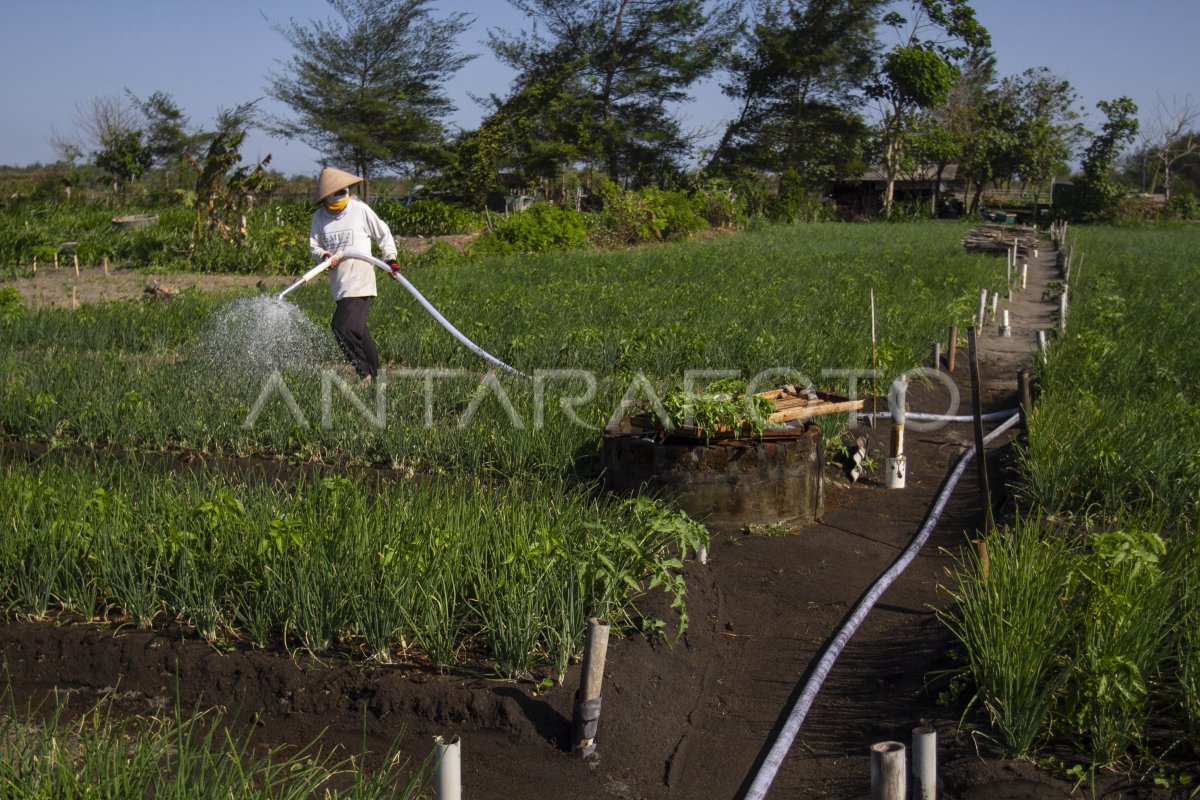 PEMANFAATAN PERTANIAN LAHAN PASIR BERTAMBAH | ANTARA Foto
