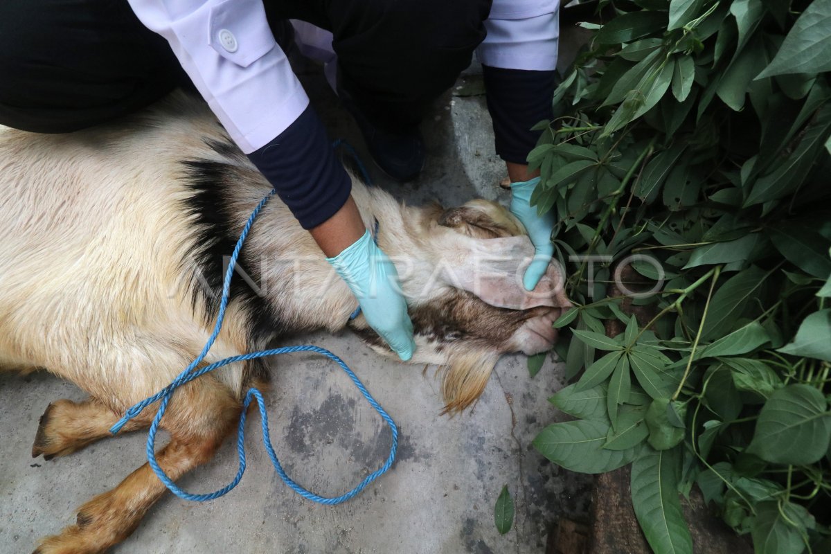 SOSIALISASI METODE PENYEMBELIHAN HEWAN KURBAN | ANTARA Foto