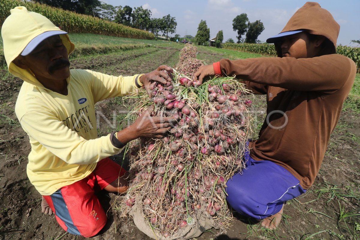 Diversifikasi Pertanian, Lamongan Panen Raya Bawang Merah di Sukorame
