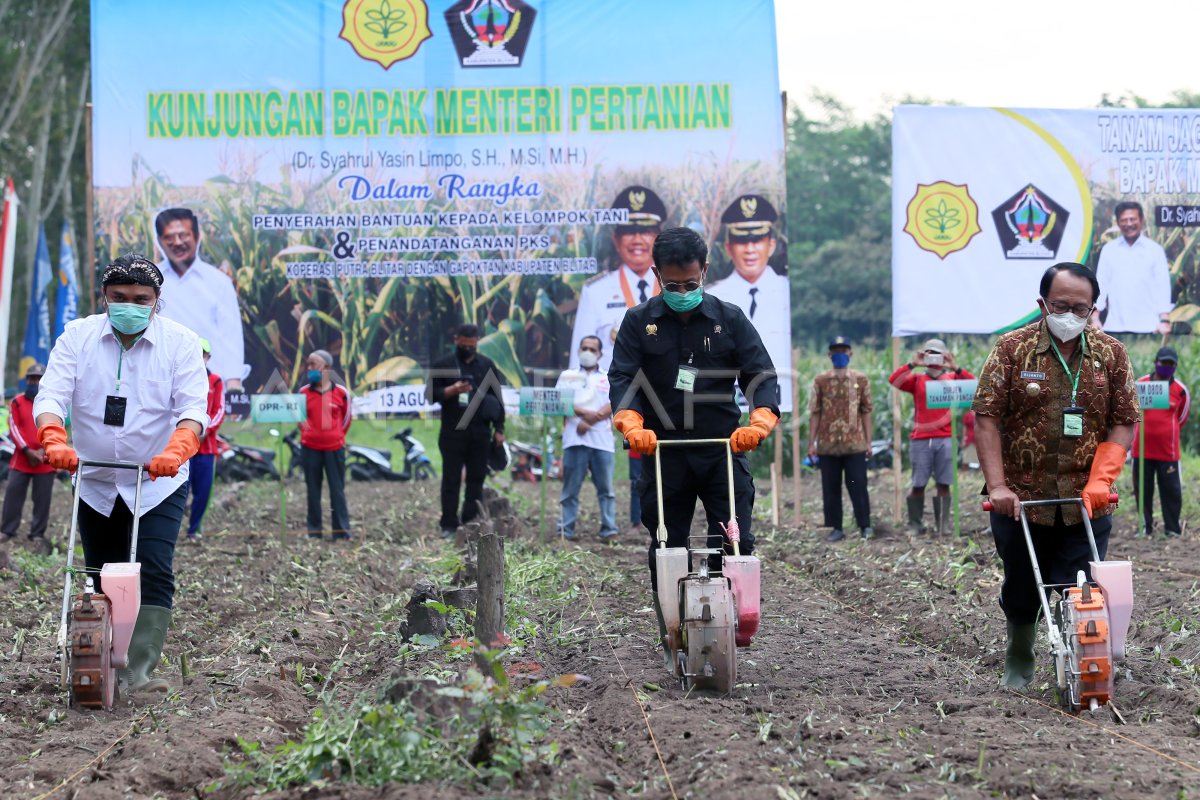 PRODUKTIVITAS JAGUNG LOKAL | ANTARA Foto