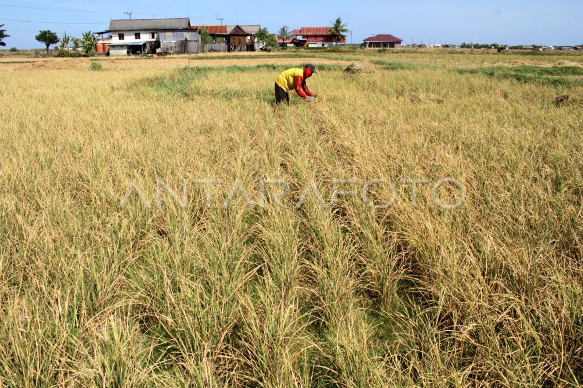 PETANI GAGAL PANEN AKIBAT KEMARAU | ANTARA Foto