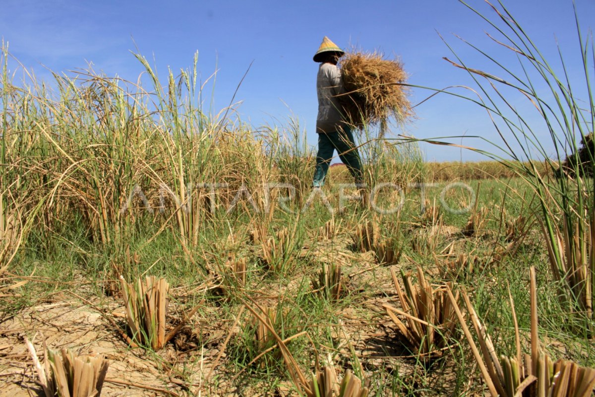 Petani Gagal Panen Akibat Kemarau Antara Foto