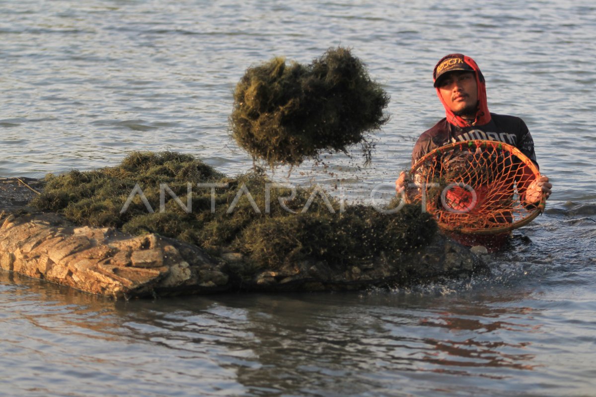 Produksi rumput laut di Indonesia