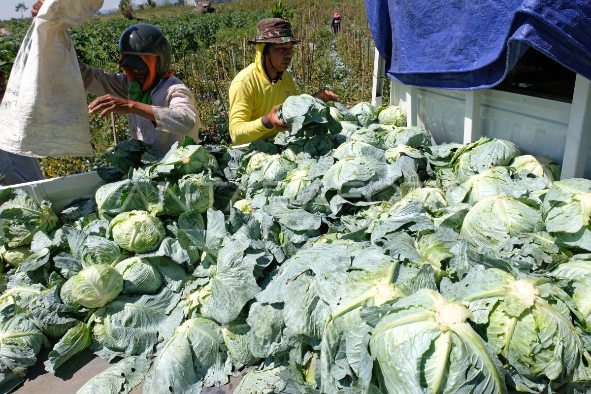 Petani Kubis Merugi Jutaan Rupiah Antara Foto