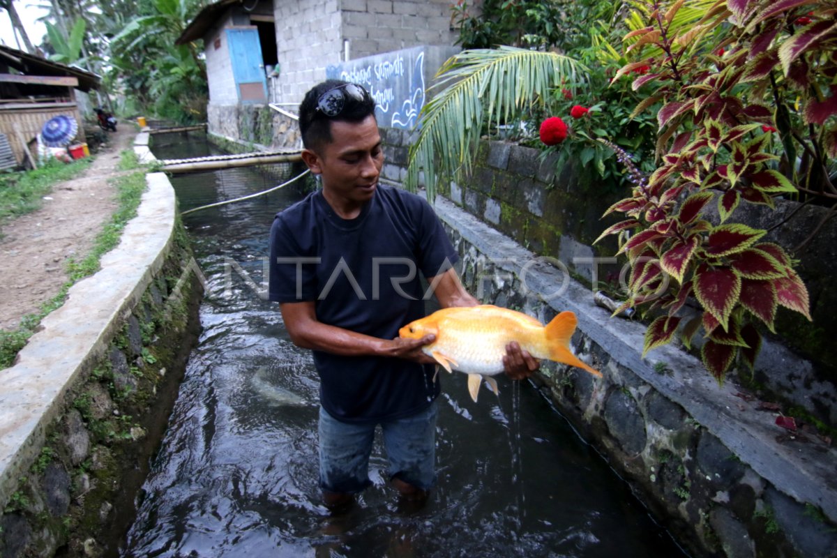 Budi Daya Ikan Di Bantaran Sungai Antara Foto