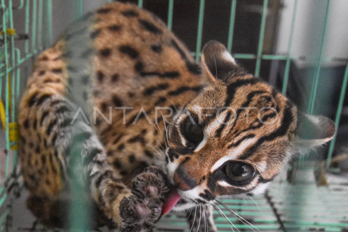 PENYELAMATAN KUCING HUTAN ANTARA Foto PENYELAMATAN KUCING HUTAN ANTARA Foto