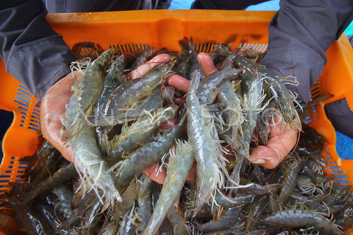 Panen Udang Vaname Di Tambak Lantamal V Antara Foto