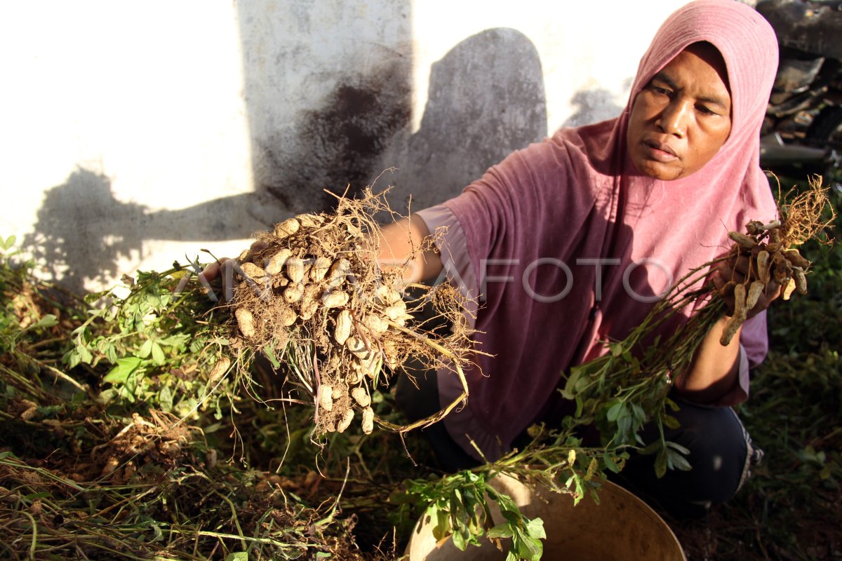 PANEN KACANG TANAH DI ROKAN HULU | ANTARA Foto