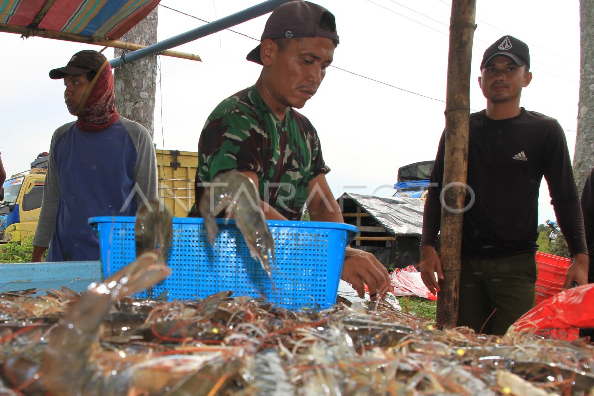 Panen Udang Vaname Binaan Tni Di Aceh Barat Antara Foto