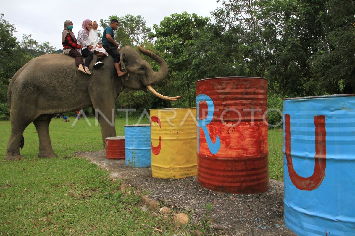 Wisata Gajah Jinak Sumatera Di Aceh Selatan Antara Foto 8882