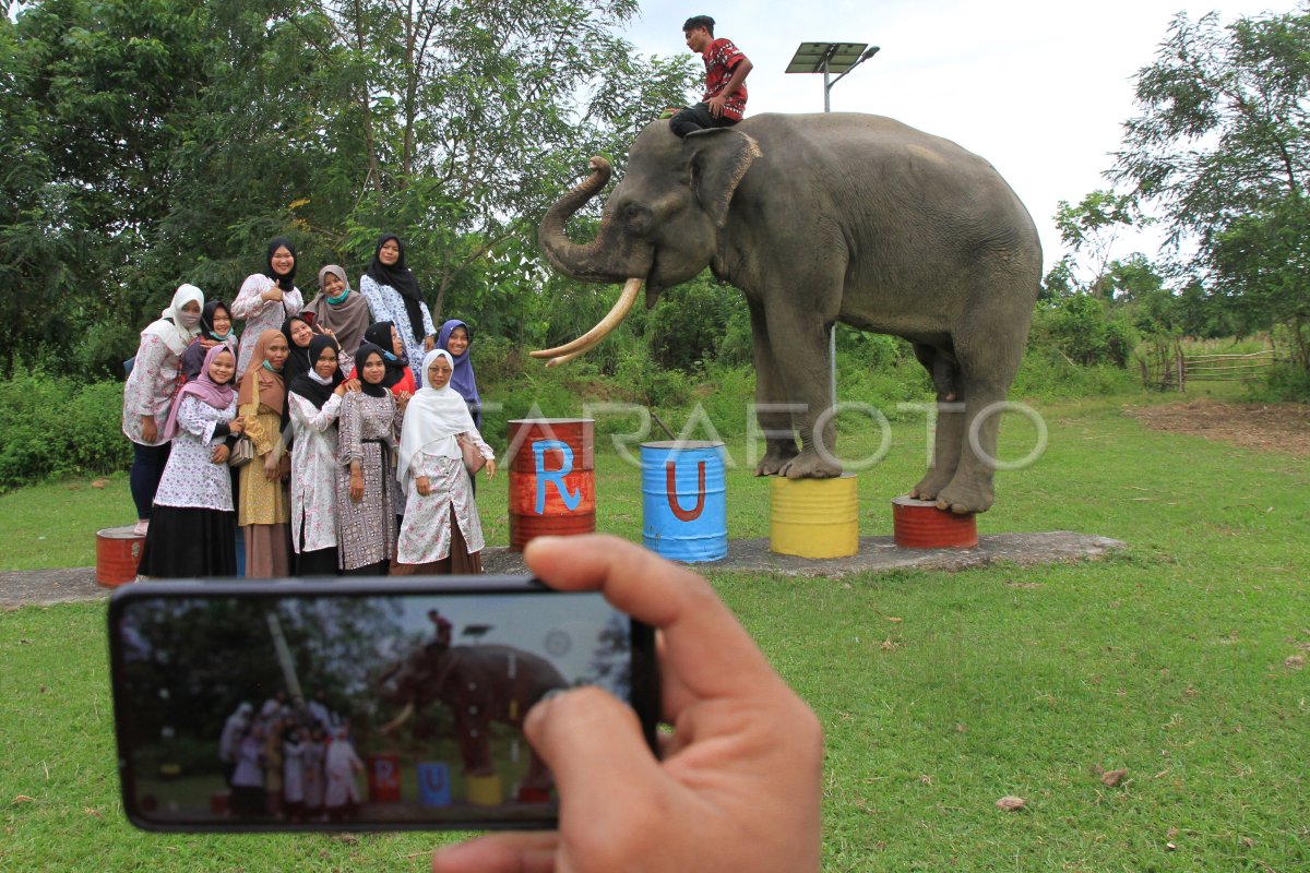 Wisata Gajah Jinak Sumatera Di Aceh Selatan Antara Foto