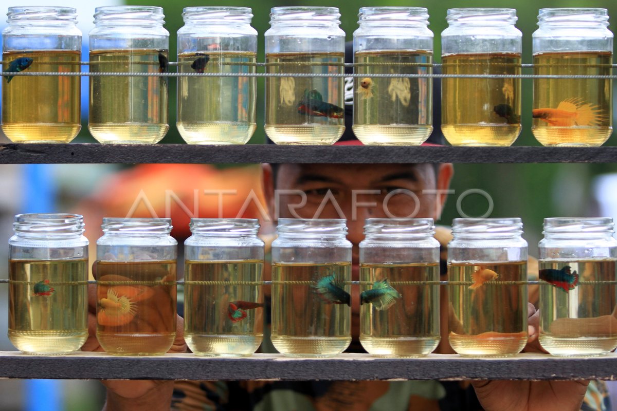 POTENSI BUDIDAYA IKAN HIAS | ANTARA Foto