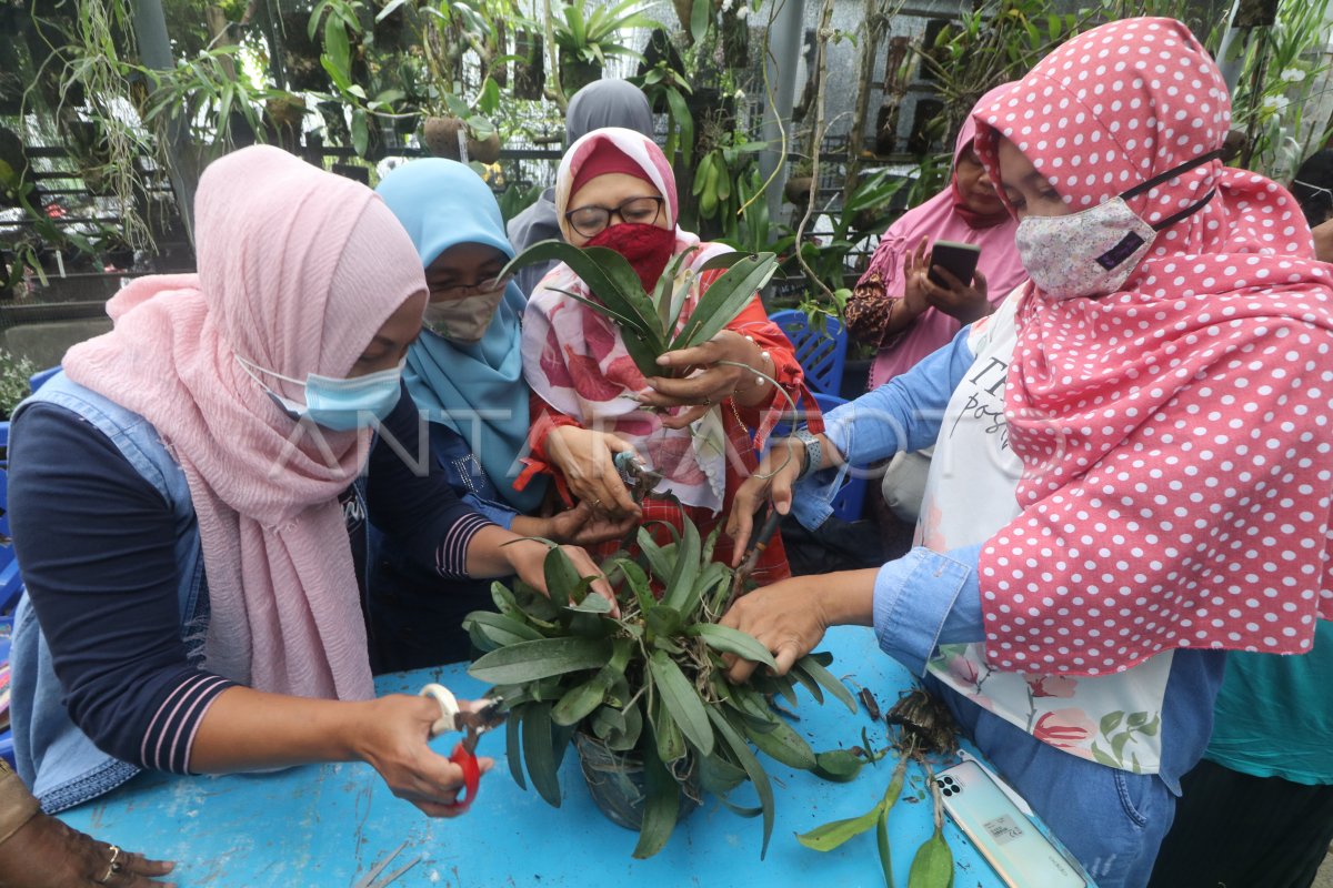 Pelatihan Budidaya Anggrek Untuk Umkm Antara Foto