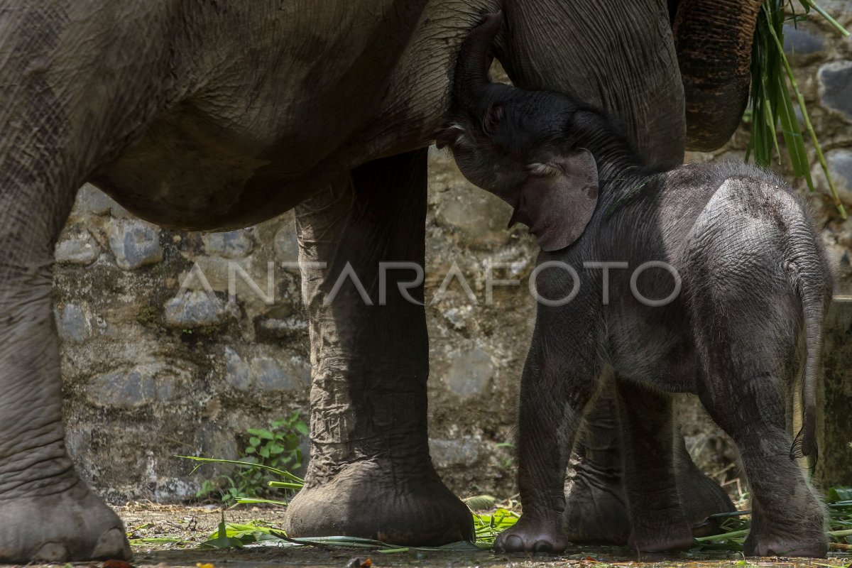 Kelahiran Anak Gajah Sumatera Antara Foto Kelahiran Anak Gajah Sumatera Antara Foto